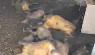 Tunceli'de ahır yangını faciası 200 hayvan telef oldu