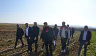 Bulanık ilçesinde şeker pancarı hasadı başladı
