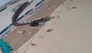 Gercüşlü vatandaş evine giren yılan ve akrebi doğaya geri bıraktı