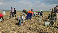Adilcevaz patates tarlalarında mevsimlik işçilerin zorlu ekmek mücadelesi