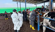 Diyarbakır'da bilimsel çalışma meyvesini verdi: Dişi buzağılar çiftçinin yüzünü güldürdü