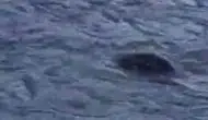 Diyarbakır'da su samuru Dicle Nehri'nde avlanırken görüntülendi