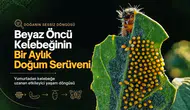 Beyaz öncü kelebeğinin yaşam döngüsü: Diyarbakır'da bir aylık doğum serüveni kaydedildi