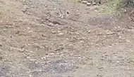 Tunceli kırsalında nadir görülen vaşak kameraya yansıdı