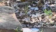 Tunceli kırsalında yılanın sincap avı kameraya yansıdı