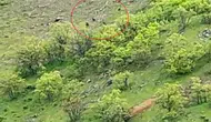 Tunceli kırsalında 10 ayılık dev sürü kameraya takıldı