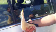Çınar kırsalında bulunan nesli tükenmekte olan balaban kuşu korumaya alındı