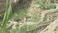 Hakkari yaylalarında iki metrelik dev engerek sürprizi