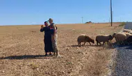 Harran ovasında kaybolan sürüyü jandarma ekipleri arazide buldu