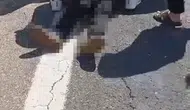 Şanlıurfa yolunda kurbanlık taşıyan araç kaza yaptı