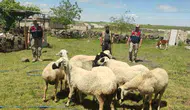 Şanlıurfa’da kayıp kurbanlıklar havadan bulundu