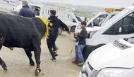 Diyarbakır hayvan pazarında kontrolü kaybedilen boğa ortalığı birbirine kattı