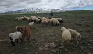Bitlisli besiciler baharın gelişiyle Sütey Yaylası yoluna düştü