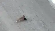 Batman yolunda tilki ile vatandaşın şaşırtıcı diyaloğu