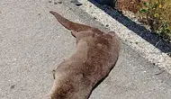 Siverek yolunda nesli tükenmekte olan su samuru bulundu