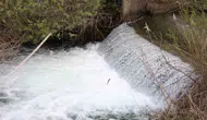 Hazar Gölü'nde siraz balıklarının zorlu yolculuğu başladı