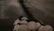 Elazığ yollarında gece sürprizi Yavru domuzlar görüntülendi