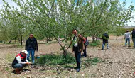 Elazığ’da dolu yağışı bahçeleri vurdu