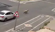 Diyarbakır sokaklarında kurbanlık koyun kovalamacası