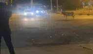 Nusaybin sokaklarında kurbanlık inek paniği