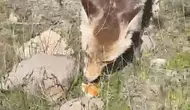 Bitlis'te piknik yapan vatandaşın sofrasına aç tilki misafir oldu
