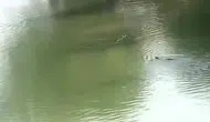 Dicle Nehri kıyısında nadir görülen su samurları objektife yansıdı