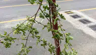 Siirt'te bir çocuğun dut ağacına verdiği zarar kameraya yansıdı
