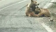 Munzur Vadisi'nde doğanın en samimi anı kameraya yansıdı