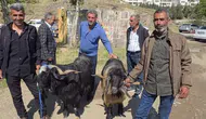 Çermik hayvan pazarında son dakika kurban bereketi