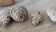 Siirt kırsalında milyonlarca yıllık deniz canlısı izleri bulundu