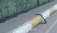 Şırnak merkezde kaldırımda yürüyen dev yılan vatandaşı korkuttu