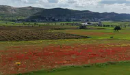 Gercüş Ovası baharın gelişiyle kırmızıya büründü