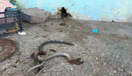 Yılanı vurmak isterken saçmalarla 5 kişiyi vurdu