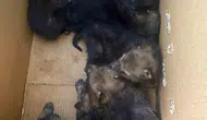 Elazığ kırsalında terk edilmiş yedi yavru kurt bulundu