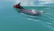 Fırat Nehri'nde şaşkına çeviren manzara