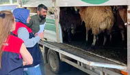 Elazığ yollarında kurbanlık denetimi mesaisi başladı