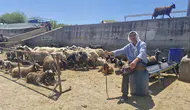Diyarbakır hayvan pazarında bayram mesaisi