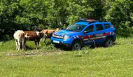 Elazığ’da kaybolan inekleri jandarma dronla arazide buldu