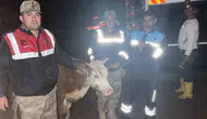 Siverek’te çalınan hayvanı jandarma kameradan buldu