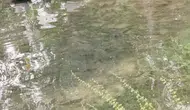 Keban Barajı kapakları açtı Fırat Nehri balıkla doldu