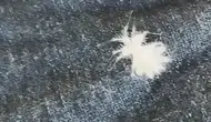 Elazığ kırsalında nadir görülen yumurta taşıyan böcek şaşırttı
