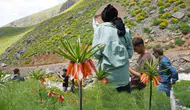 Şırnak Seriro Yaylası’nda ters laleler baharı müjdeledi