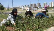 Diyarbakırlı kadınlar topraktan şifa fışkırttı