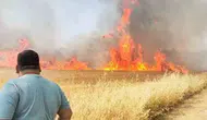 Harran ovasında hasat zamanı 50 dönüm buğday küle döndü