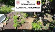 Batman kırsalında kaçakçılık ve kenevir operasyonu