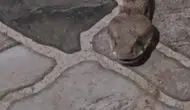 Şırnak'ta balkon keyfi yılanla yarım kaldı