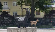 Çemişgezek'te yaban keçisi kendi heykeliyle poz verdi
