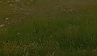Batman yolunda tilkiyle sohbet eden sürücü sosyal medyayı güldürdü