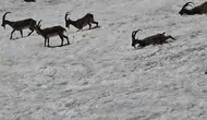 Tunceli dağlarında yaban hayatı aynı karede buluştu