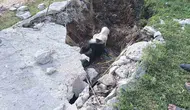 Akçakale'de foseptiğe düşen inek için seferberlik